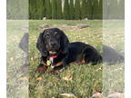 Bagle Hound DOG FOR ADOPTION RGADN-1393320 - Hazel - Basset Hound / Beagle /