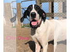 Great Dane DOG FOR ADOPTION RGADN-1393329 - Olivia - Great Dane (short coat) Dog