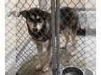 Huskies Mix DOG FOR ADOPTION RGADN-1393335 - JUSTIN - Husky / Mixed (medium