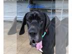Great Dane DOG FOR ADOPTION RGADN-1393336 - Abraham - Great Dane (short coat)