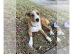 Basenji Mix DOG FOR ADOPTION RGADN-1393352 - A628733 - Basenji / Mixed (short
