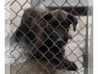 Shepradors DOG FOR ADOPTION RGADN-1393354 - KOA - Labrador Retriever / German