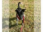 Jack-Rat Terrier DOG FOR ADOPTION RGADN-1393358 - Tuesday - Jack Russell Terrier