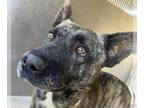 Mix DOG FOR ADOPTION RGADN-1393361 - A5660054 - Dutch Shepherd (medium coat)