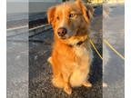 Australian Retriever DOG FOR ADOPTION RGADN-1393378 - Ollie - Australian