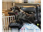 Poodle (Miniature) DOG FOR ADOPTION RGADN-1393389 - Cheese - Poodle (Miniature)