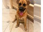 German Shepherd Dog Mix DOG FOR ADOPTION RGADN-1393394 - Cane - German Shepherd