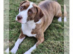 Beagle Mix DOG FOR ADOPTION RGADN-1393395 - Betsy - Beagle / Mixed (short coat)