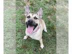 Carolina Dog-German Shepherd Dog Mix DOG FOR ADOPTION RGADN-1393409 - PIPSQUEAK