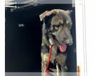 Akita Mix DOG FOR ADOPTION RGADN-1393415 - ROYAL - Akita / Mixed (medium coat)