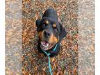 Rottweiler DOG FOR ADOPTION RGADN-1393431 - CLEOPATRA - Rottweiler (medium coat)