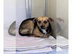 Mix DOG FOR ADOPTION RGADN-1393432 - ANGELO - Feist (medium coat) Dog For