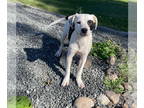 Dalmatian DOG FOR ADOPTION RGADN-1393437 - Atlas - Dalmatian / Cattle Dog