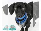 Dachshund DOG FOR ADOPTION RGADN-1393439 - Albert - Dachshund Dog For Adoption