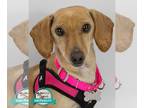 Dachshund DOG FOR ADOPTION RGADN-1393440 - Leni - Dachshund Dog For Adoption