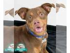 Retriever -Spaniel Mix DOG FOR ADOPTION RGADN-1393441 - Bennett - Retriever /