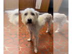 Wheaten Terrier Mix DOG FOR ADOPTION RGADN-1393443 - Crawdad - Wheaten Terrier /