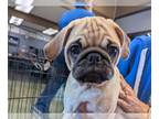 Pug DOG FOR ADOPTION RGADN-1393448 - BASIL - Pug (medium coat) Dog For Adoption