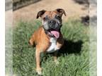 Boxer DOG FOR ADOPTION RGADN-1393451 - TYSON - Boxer (medium coat) Dog For