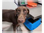 Doberman Pinscher Mix DOG FOR ADOPTION RGADN-1393460 - *MOOSE - Doberman