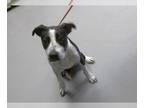 Pointer Mix DOG FOR ADOPTION RGADN-1393471 - KOA - Pointer / Mixed (medium coat)