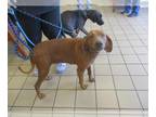 Redbone Coonhound DOG FOR ADOPTION RGADN-1393486 - MARY - Redbone Coonhound