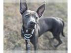 Australian Kelpie Mix DOG FOR ADOPTION RGADN-1393487 - HARVEST - Australian