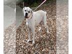 Boxer DOG FOR ADOPTION RGADN-1393488 - LEIA - Boxer (medium coat) Dog For