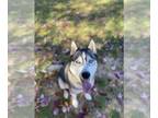 Huskies Mix DOG FOR ADOPTION RGADN-1393496 - Bleu - Husky / Mixed Dog For