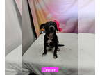 Rat Terrier Mix DOG FOR ADOPTION RGADN-1393502 - Eraser - Rat Terrier / Mixed