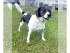 Beagle DOG FOR ADOPTION RGADN-1393506 - CHESTER - Beagle (medium coat) Dog For