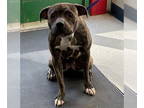 Bullboxer Pit DOG FOR ADOPTION RGADN-1393512 - WURM - Pit Bull Terrier / Boxer /