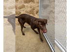 Labrador Retriever Mix DOG FOR ADOPTION RGADN-1393518 - Paco - Labrador
