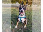 Bull Terrier DOG FOR ADOPTION RGADN-1393519 - *STEWIE - Bull Terrier (medium