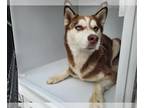 Mix DOG FOR ADOPTION RGADN-1393521 - A628731 - Husky (medium coat) Dog For