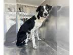 Border Collie Mix DOG FOR ADOPTION RGADN-1393526 - *LORENZO - Border Collie /