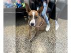 Basenji-Bull Terrier Mix DOG FOR ADOPTION RGADN-1393531 - A043727 - Bull Terrier
