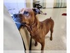 Boxer Mix DOG FOR ADOPTION RGADN-1393533 - Rex - Boxer / Mixed Dog For Adoption