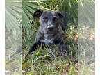 Catahoula Leopard Dog-Plott Hound Mix DOG FOR ADOPTION RGADN-1393534 - Fleur -