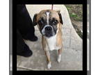 Boxer-Pug Mix DOG FOR ADOPTION RGADN-1393535 - FRANKIE - Pug / Boxer / Mixed