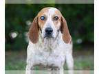 English Coonhound DOG FOR ADOPTION RGADN-1393550 - DENIM - English Coonhound