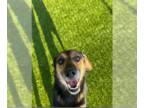 German Shepherd Dog Mix DOG FOR ADOPTION RGADN-1393569 - CHASE - German Shepherd