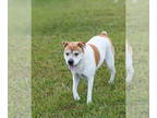 Chinese Shar-Pei Mix DOG FOR ADOPTION RGADN-1393571 - Bambi II - Terrier / Shar