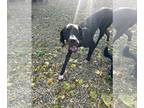 Great Dane DOG FOR ADOPTION RGADN-1393572 - Shadow - Great Dane (short coat) Dog