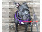 American Pit Bull Terrier Mix DOG FOR ADOPTION RGADN-1393577 - Tabitha - Pit