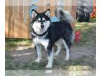 Alaskan Malamute DOG FOR ADOPTION RGADN-1393584 - GLACIER - Alaskan Malamute