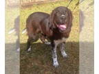 Border Collie-Great Pyrenees Mix DOG FOR ADOPTION RGADN-1393603 - 241693 Barnaby