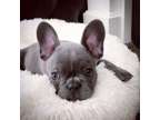 HDGHDGH Female French Bulldog Puppy - Ready