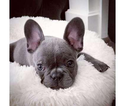 HDGHDGH Female French Bulldog Puppy - Ready is a free Free Stuff in Prince NY