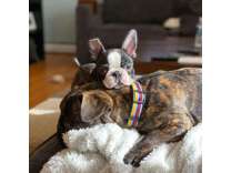 DHGHD Male French Bulldog Puppy - Ready Now